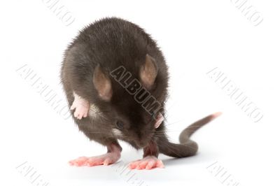 rat