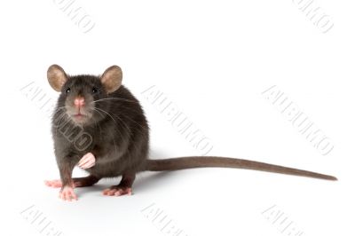 rat