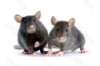 rats
