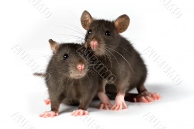 rats