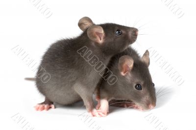 rats