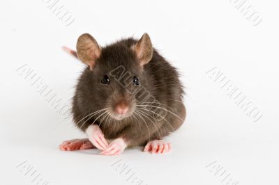 rat