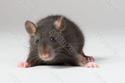 rat