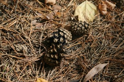 4 fur-tree apple in autumn needles