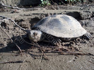 Old dark terrapin