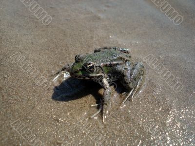 Spotty frog