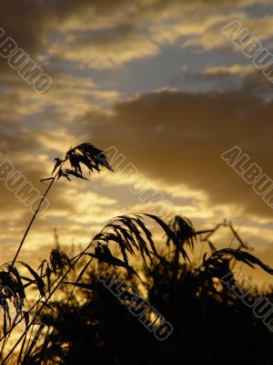 grass black silhouette with sunrise