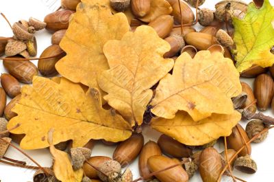 acorns and leaves