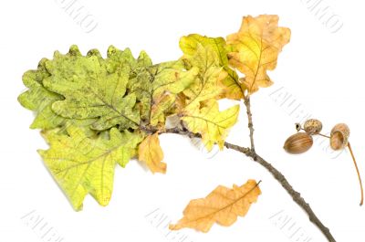 autumnal still life