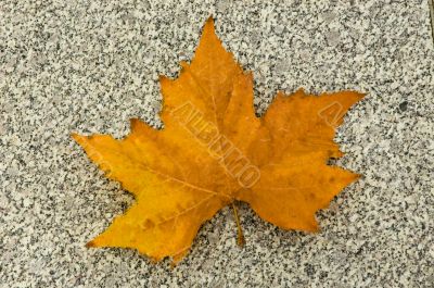 Maple leaf