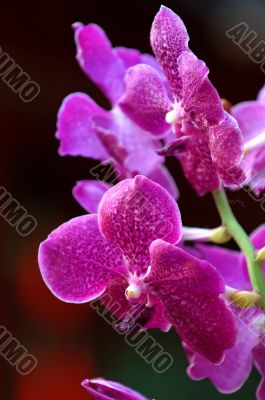 Pink orchid