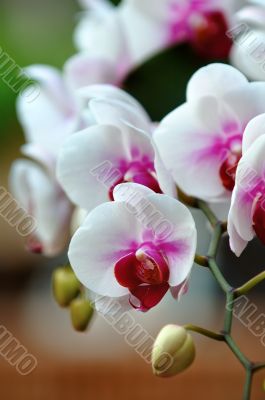 White orchid
