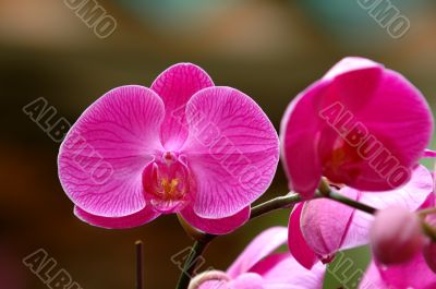 Pink orchid
