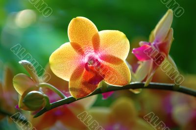 Yellow orchid