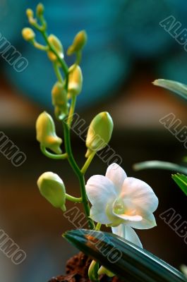 White orchid