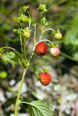 Wild strawberry