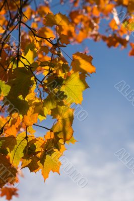 Foliage of maple