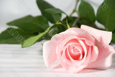 Rose on notebook