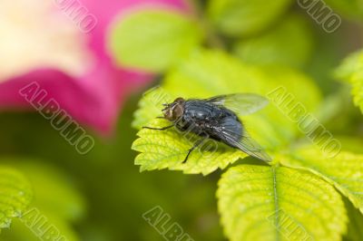 The fly on a dogrose