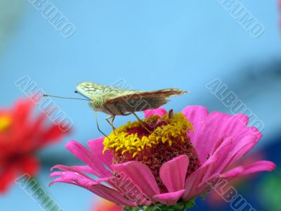 The greater butterfly on a pink flower