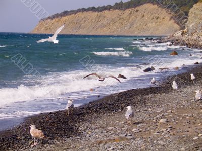sea-gulls