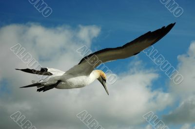 Gannet in the sky