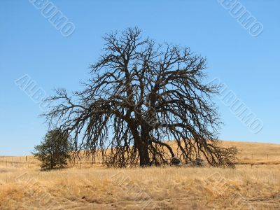 Prairie Tree