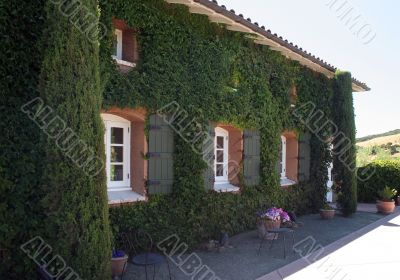 Windows With Ivy