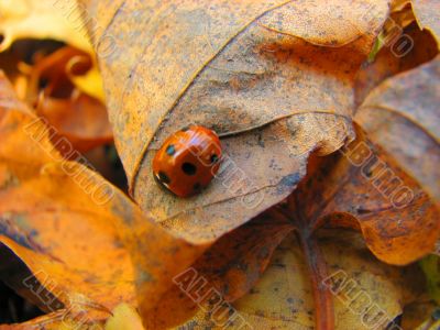 autumn lady-bird