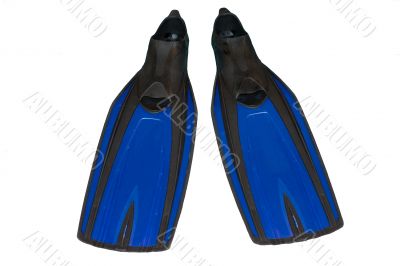 Blue Flippers on the white background isolated