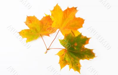 Maple leave