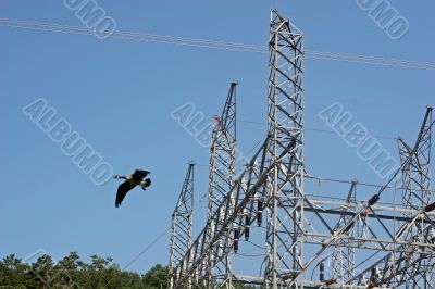 Goose at Power Plant
