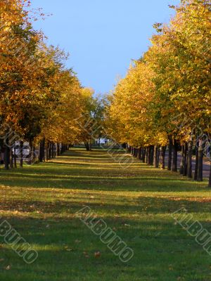 autumn linden alley