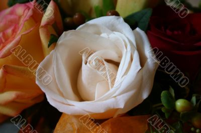 Romantic Bouquet: Three Varieties of Roses