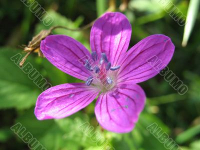 small violet blossom