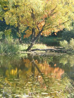 tree and its reflection on the water