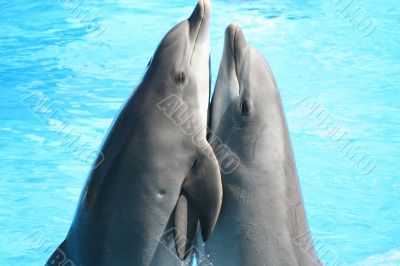 dolphins dancing