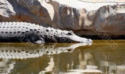 crocodille