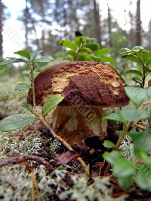 the mushroom