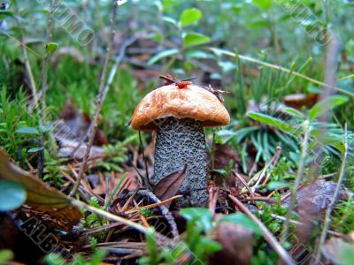 the aspen mushroom