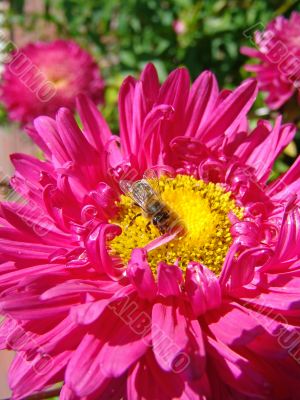 the bee on the flower