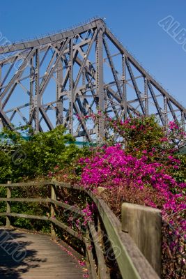 Storey Bridge and Bougainvillea