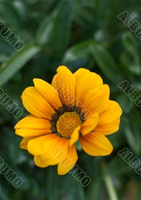 Yellow and Orange Gazania Flower