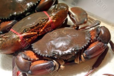 Live crabs