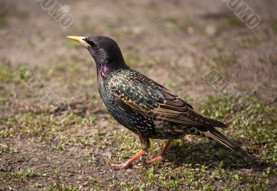 Starling close-up