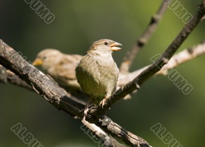 Sparrow on a green background