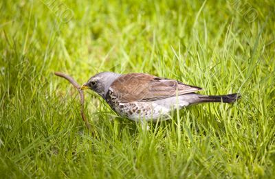 Fieldfare with prey
