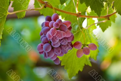 Red Grape