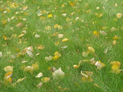 autumnal grass background