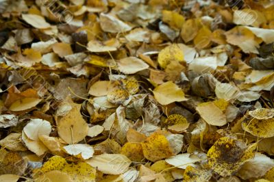 The fallen down autumn foliage.